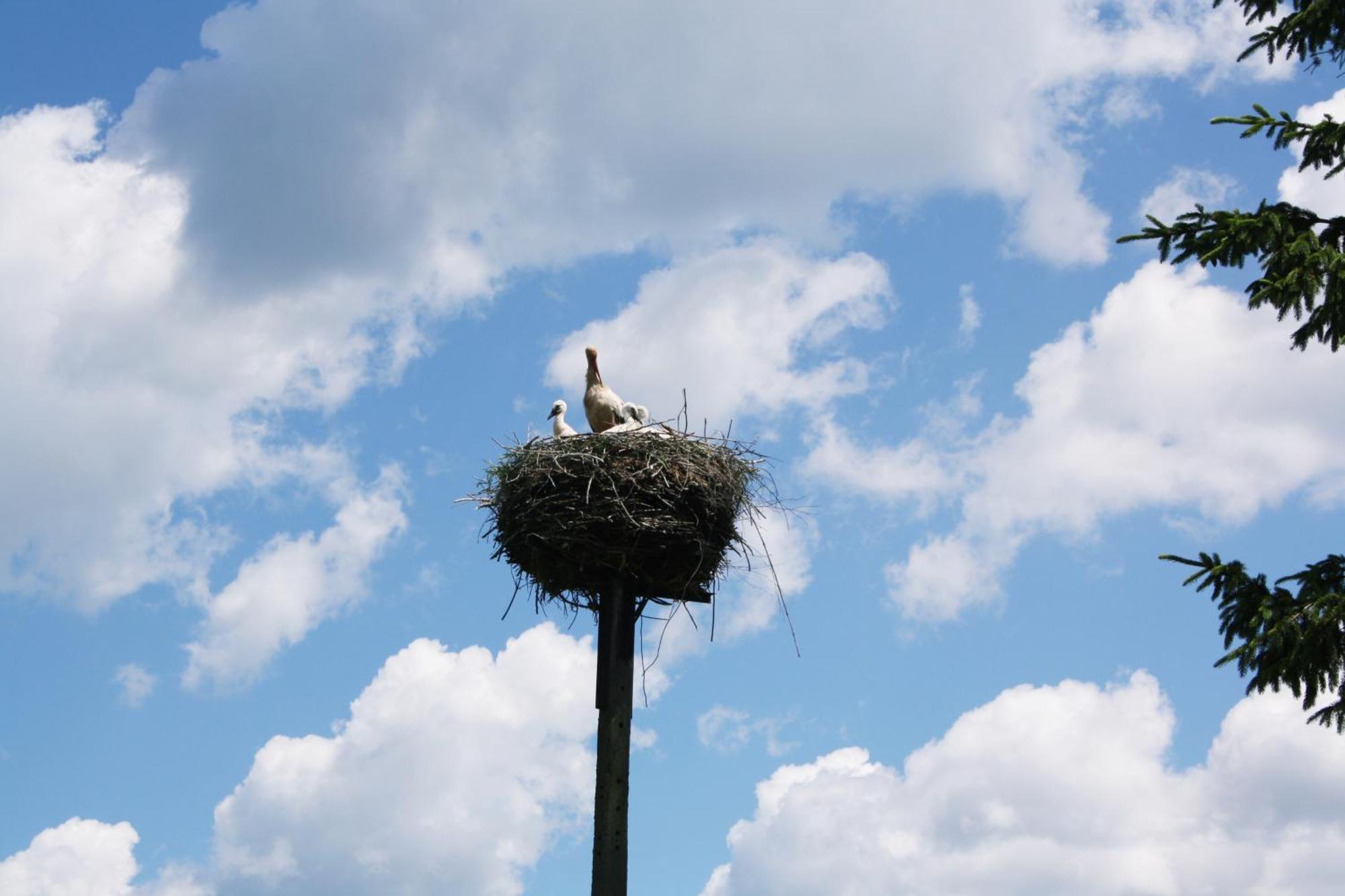 Pod Modrzewiem Pogorzelce Bagian luar foto
